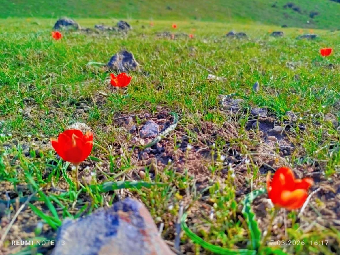 ТҮРКІСТАН: ОРДАБАСЫДА ҚЫЗЫЛ КІТАПҚА ЕНГЕН ҚЫЗҒАЛДАҚ ГҮЛДЕДІ