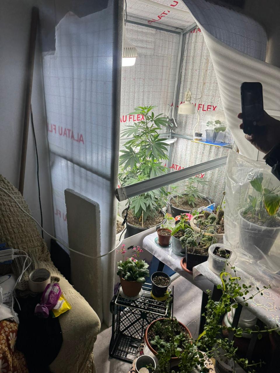 Үйдегі шағын жылыжай: Атбасар тұрғыны үй гүлдері арасында фитолаборатория ұйымдастырған