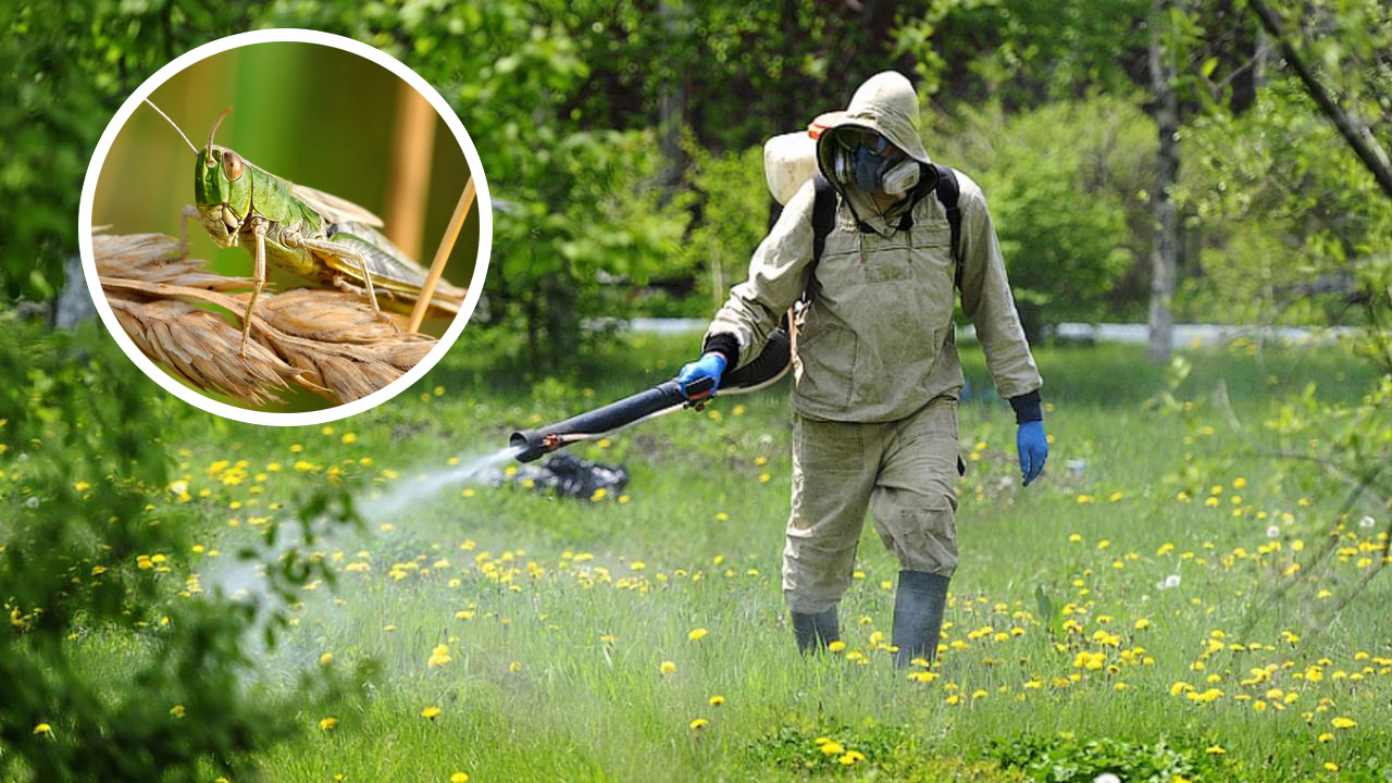 Атырауда шегірткеге қарсы күреске дайындық жүргізілуде