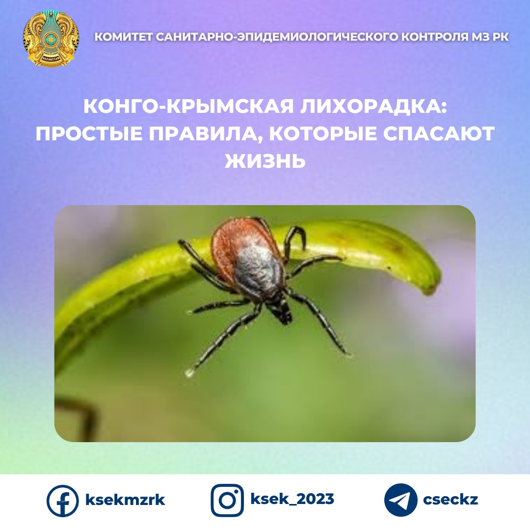 Конго-Крымская лихорадка: простые правила, которые спасают жизнь