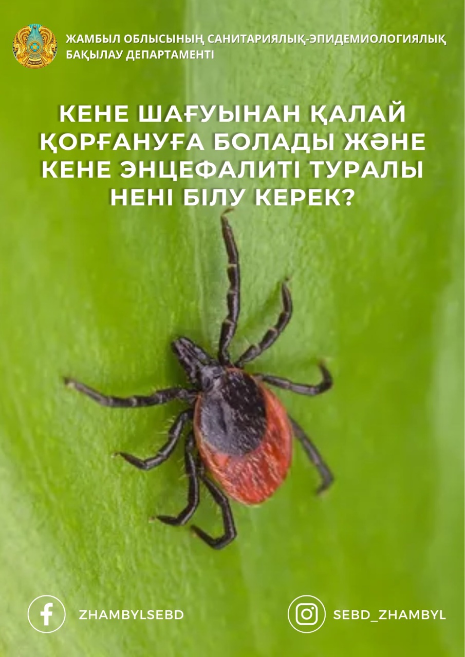КЕНЕ ШАҒУЫНАН ҚАЛАЙ ҚОРҒАНУҒА БОЛАДЫ ЖӘНЕ КЕНЕ ЭНЦЕФАЛИТІ ТУРАЛЫ НЕНІ БІЛУ КЕРЕК?