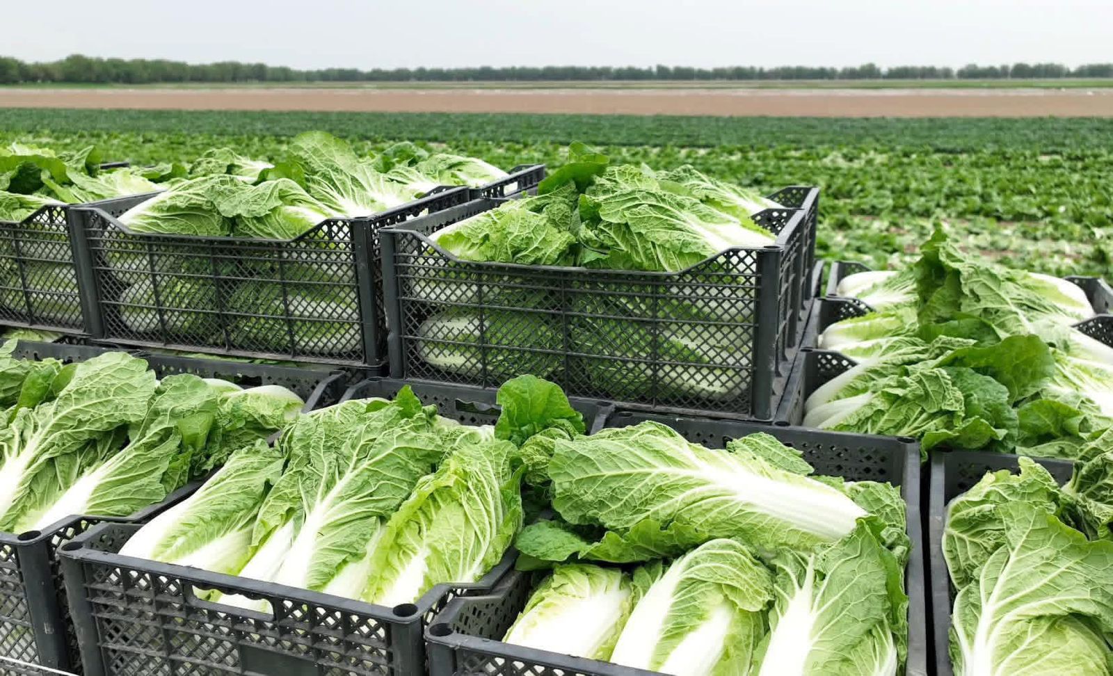 «Су уақтылы берілді, өнім жақсы»: Түркістан облысының диқандары 45 күнде қырыққабаттың алғашқы өнімін жинай бастады