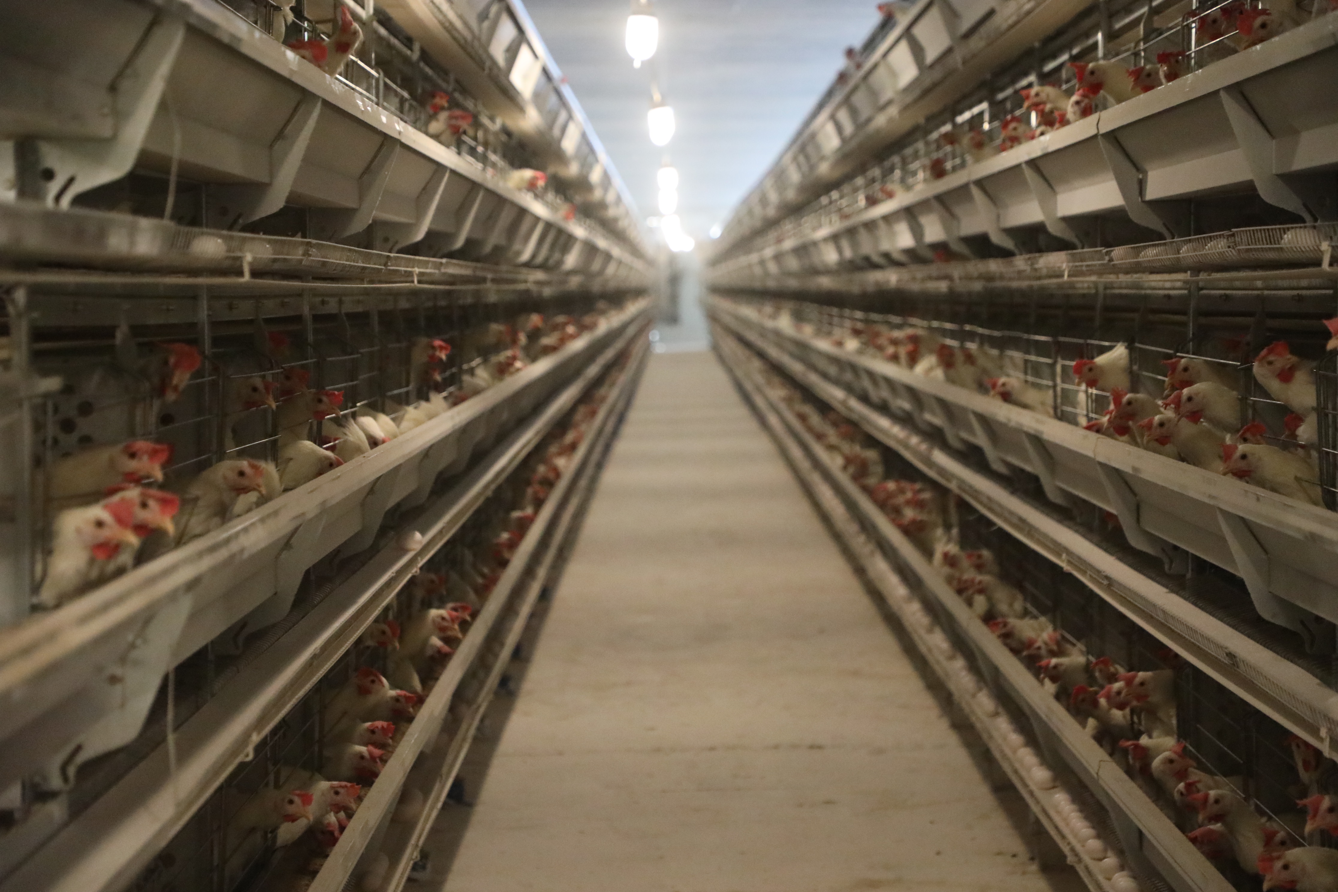 ТҮРКІСТАН: САРЫАҒАШТАҒЫ ҚҰС ФАБРИКАСЫ ӨҢІРДІ ОТАНДЫҚ ӨНІММЕН ҚАМТАМАСЫЗ ЕТІП ОТЫР