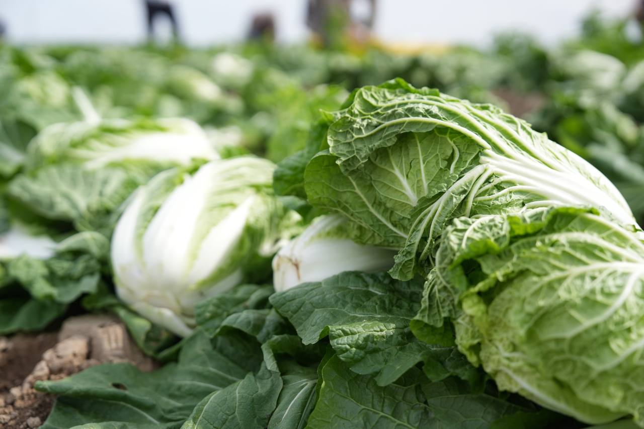 «Су уақытылы берілді, өнім жақсы»: Түркістан облысының диқандары 45 күнде қырыққабаттың алғашқы өнімін жинай бастады