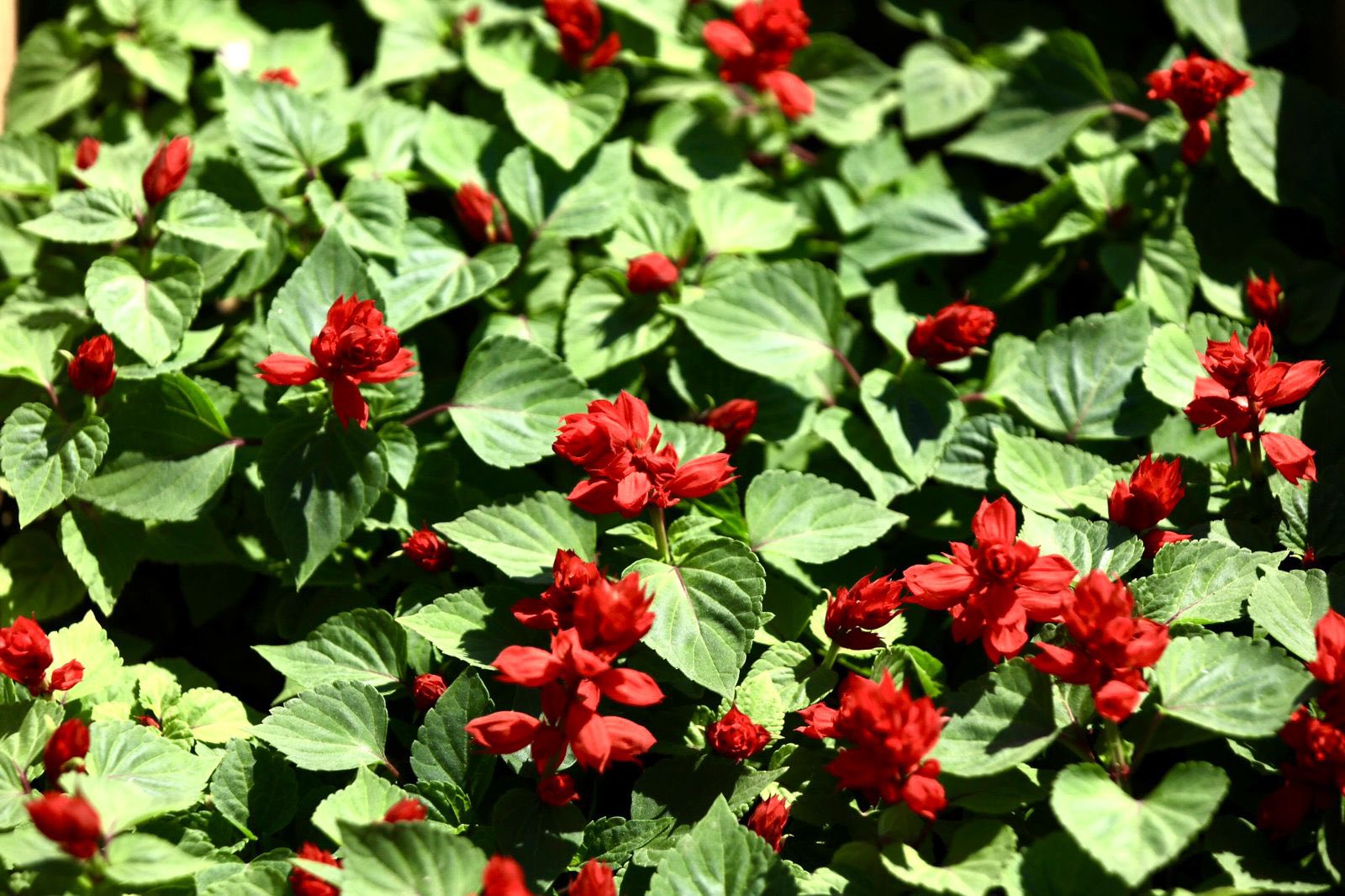 ТҮРКІСТАНДА 45 МЫҢ АҒАШ ПЕН 1,5 МЛН ГҮЛ ЕГІЛДІ