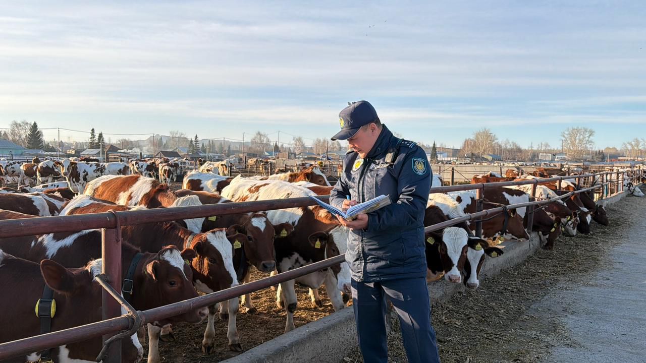 ШҚО-да 1400-ден астам аула араланды: «Мал ұрлығына жол жоқ» профилактикалық іс-шарасы қорытындыланды