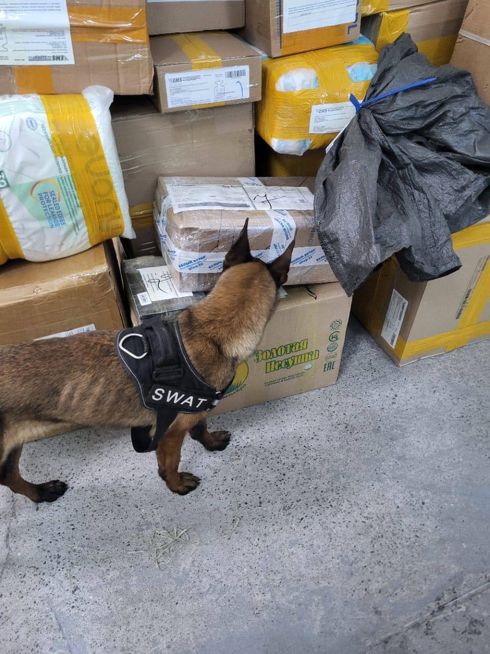 Абай облысында пошта сәлемдемелері қызметтік иттердің бақылауында