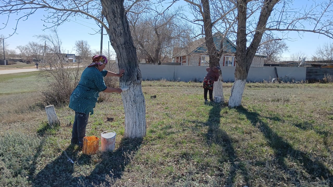 Новоселов ауылында ағаштарды әктеу