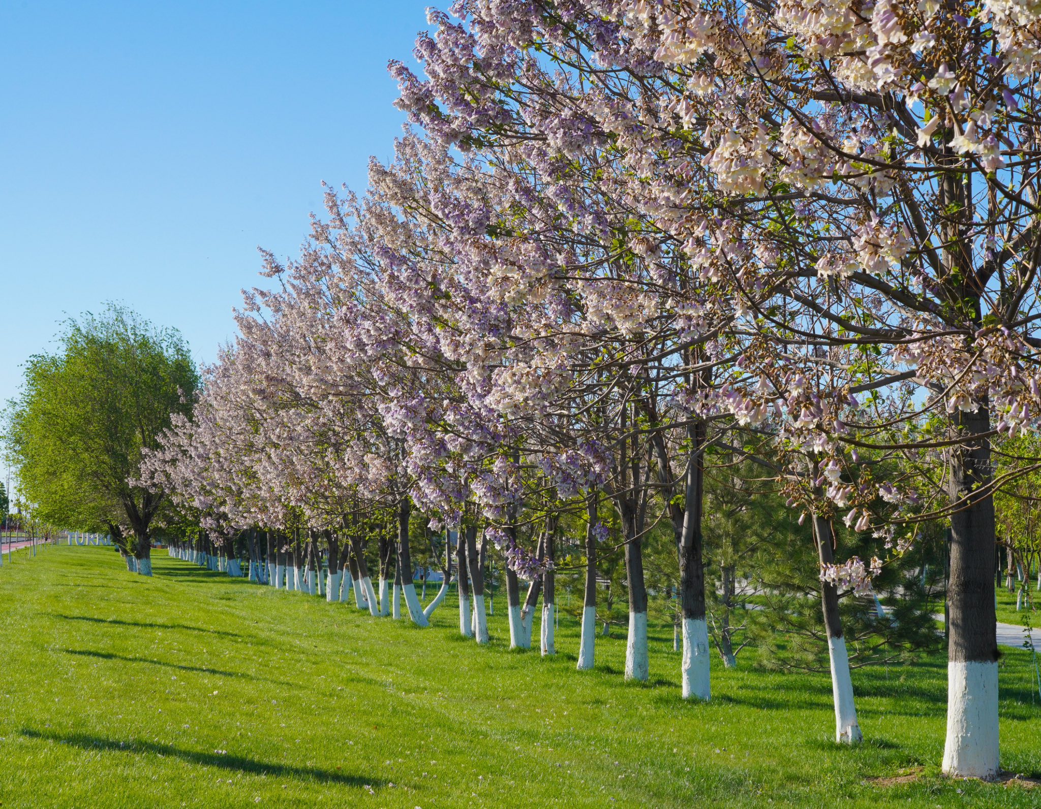 ТҮРКІСТАН ОБЛЫСЫНДА ПАВЛОНИЯ ӨСІРУ АУҚЫМЫ КЕҢЕЙІП КЕЛЕДІ
