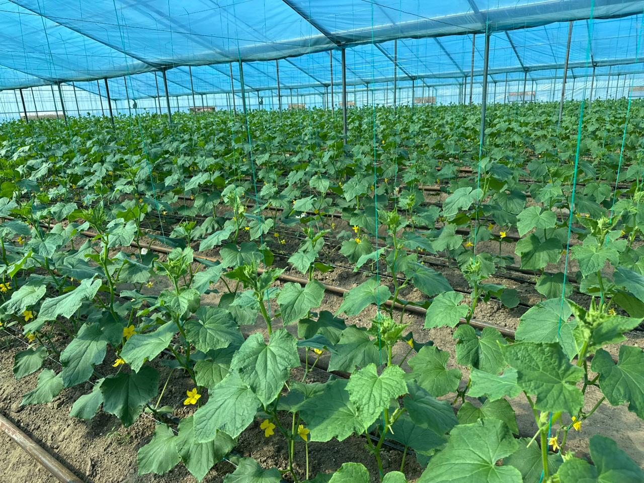 Құрманғазы ауданында заманауи жылыжай кешені іске қосылды