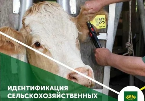 Ауыл шаруашылығы жануарларын сәйкестендіру