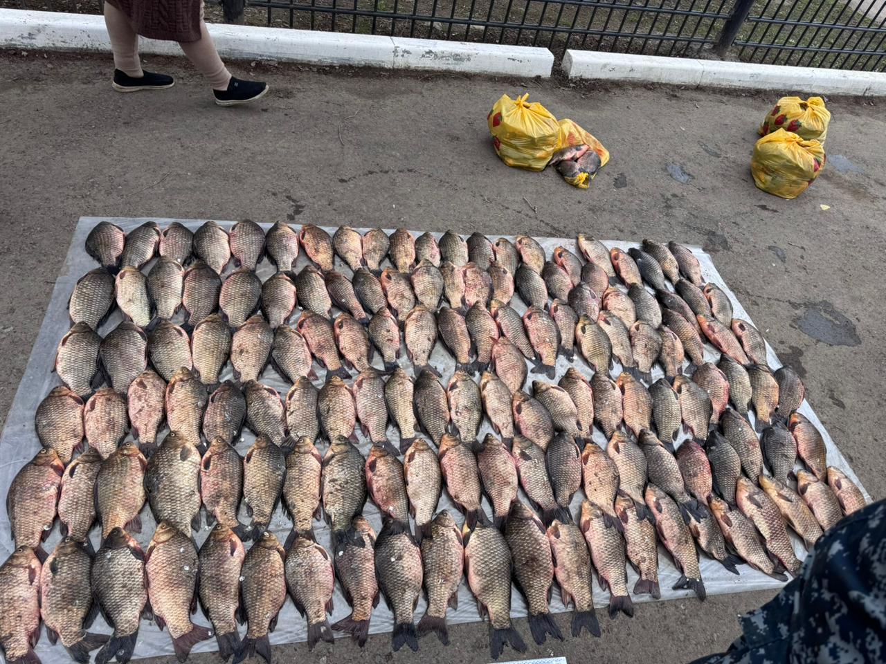 «Бекіре»: Оралда балықты заңсыз тасымалдау фактісі анықталды