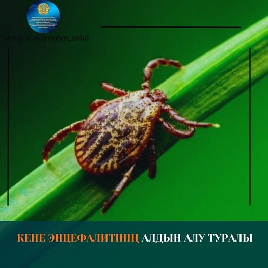 Кене энцефалитінің алдын алу туралы