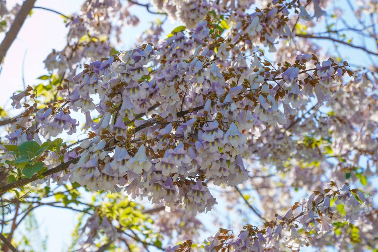 ТҮРКІСТАНДА ПАВЛОНИЯ ӨСІРУ АУҚЫМЫ КЕҢЕЙІП КЕЛЕДІ