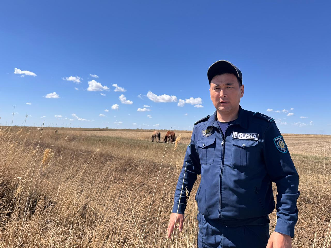 Төрт түлік түгелденді: қызылордалық полицейлер жоғалған жылқыларды тауып, иесіне қайтарды