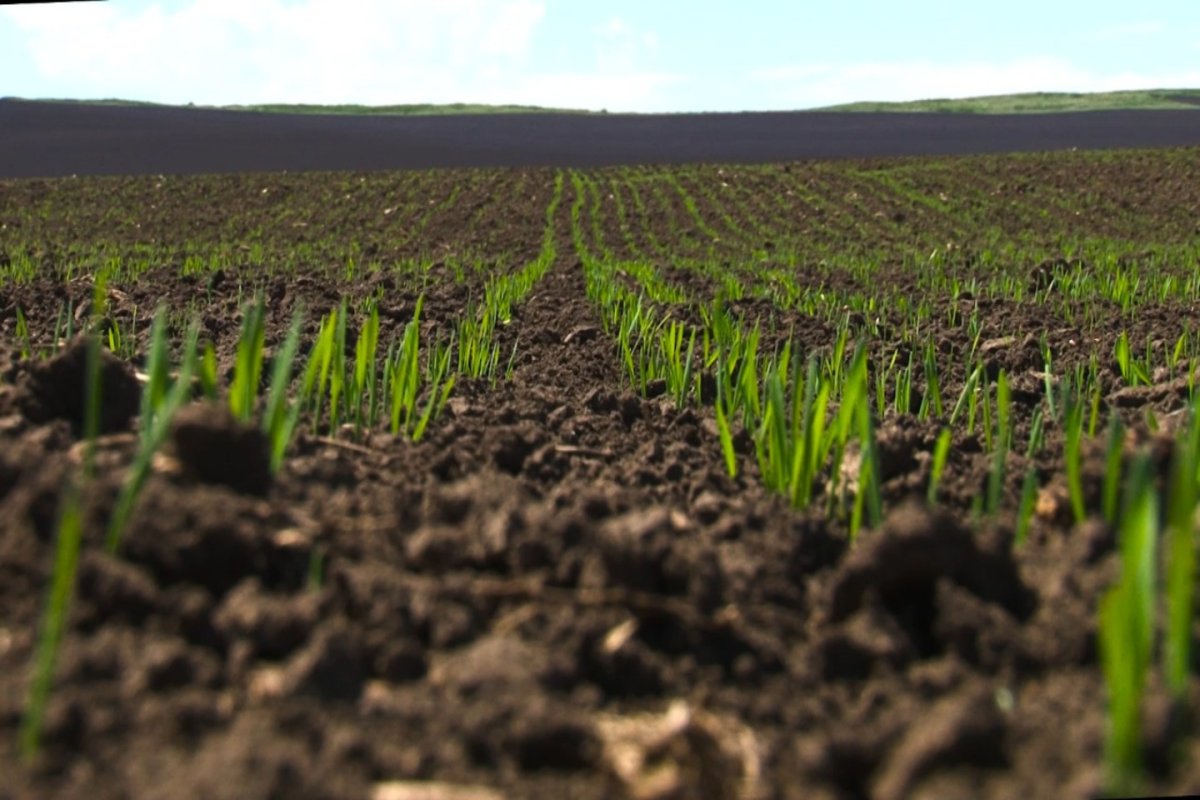 Үкіметте шаруаларға түсетін қаржылық жүктемені азайту шаралары қаралды