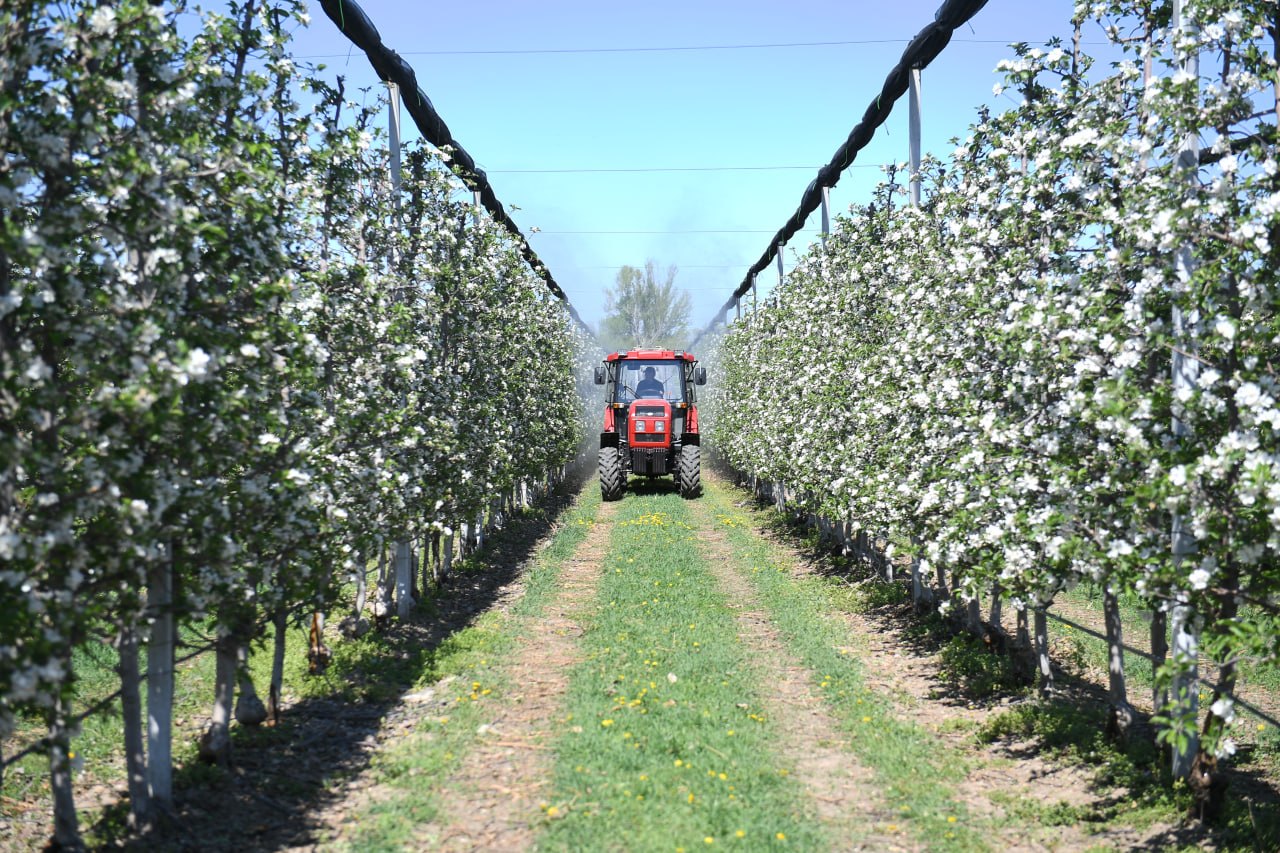 Яблоневые сады Алматинской области: от цветения к богатому урожаю