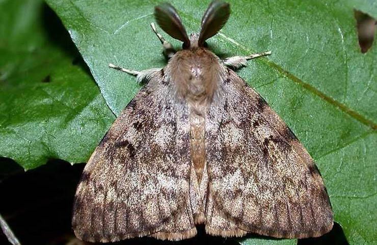 Жұпталмаған  жібек құрты карантиндік зиянкестер