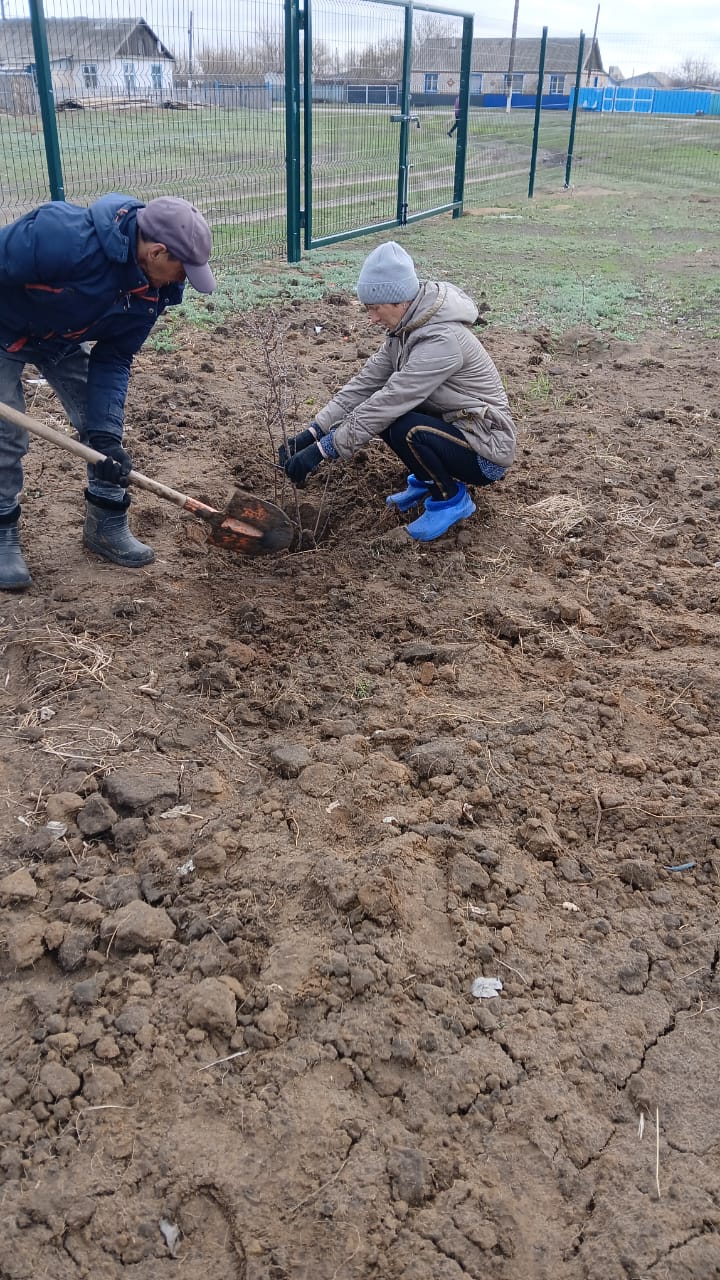 Посадка саженцев