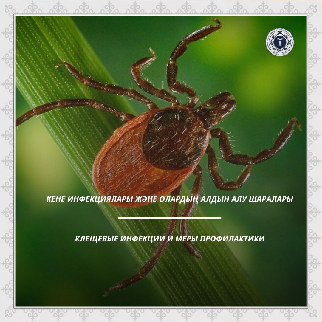 Кене инфекциялары және олардың алдын алу шаралары