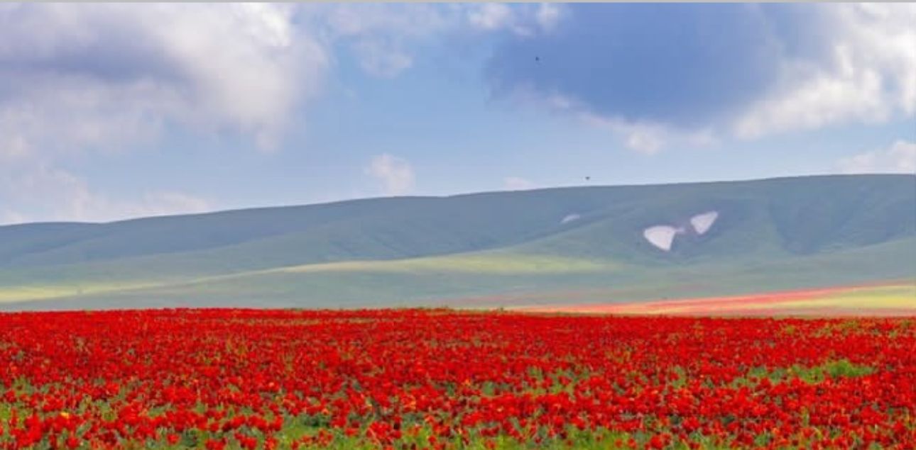 2026 жылғы 25 сәуірде «Қызғалдақ мұра» халықаралық фестивалі Жамбыл облысы, Талас ауданында өтеді.