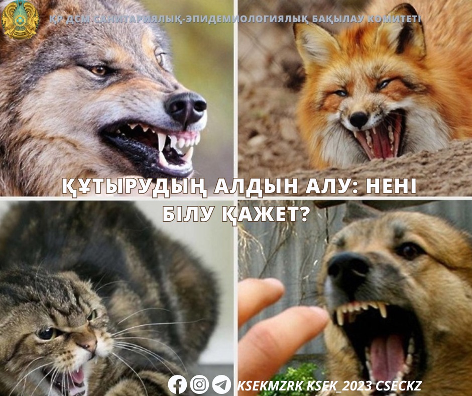 Құтырудың алдын алу: нені білу қажет?