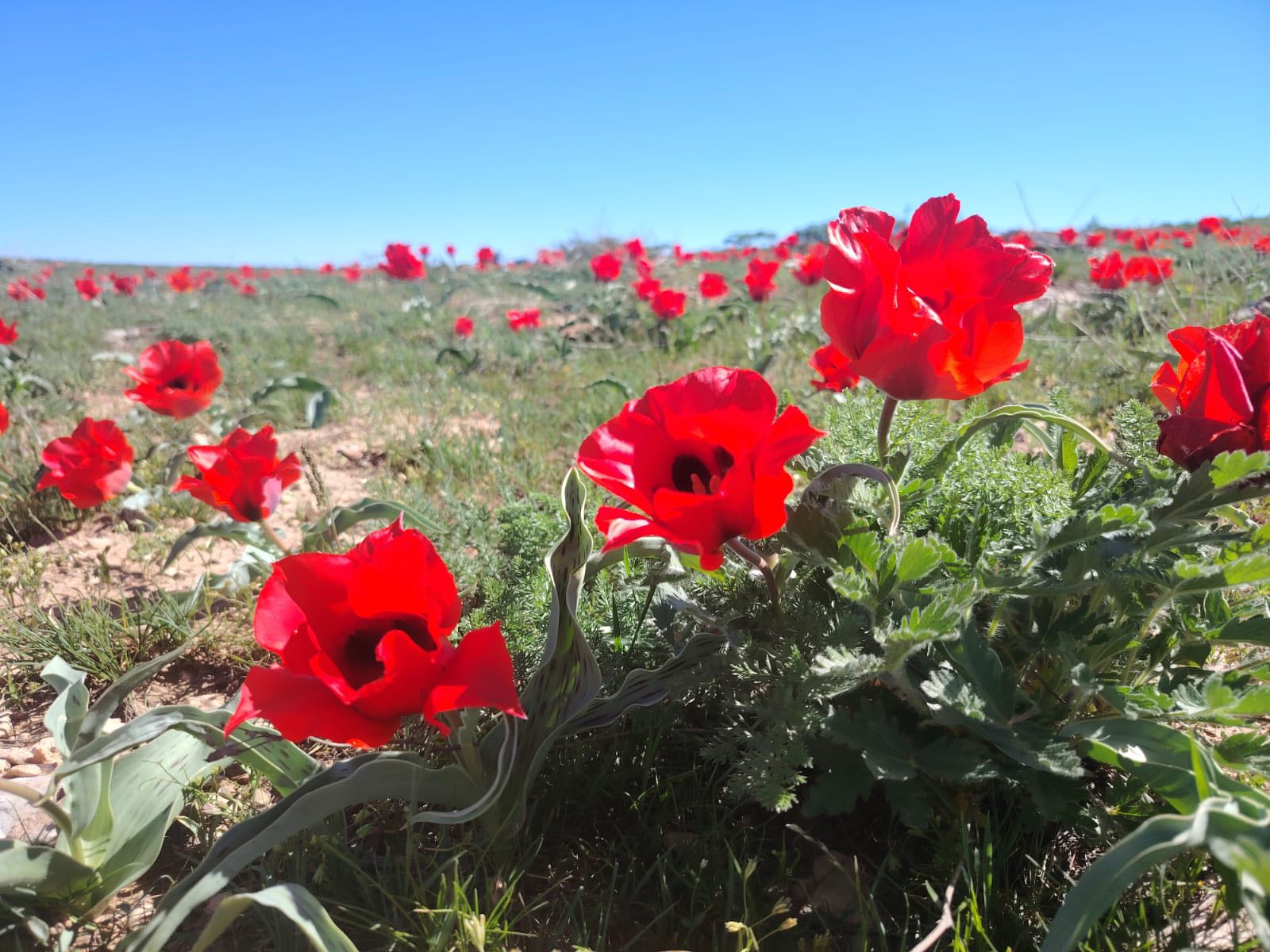 ТҮРКІСТАН ОБЛЫСЫНДА ҚЫЗҒАЛДАҚТЫ ҚОРҒАУҒА АРНАЛҒАН ЭКОЛОГИЯЛЫҚ АКЦИЯ ӨТТІ
