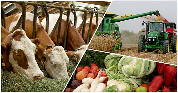 «Атырау облысының агроөнеркәсіптік кешені саласында инновациялық жобаларды іріктеуді ұйымдастыру қағидасын бекіту туралы» Атырау облысы әкімдігінің  2013 жылғы 15 қарашадағы №402  қаулысына өзгеріс енгізу туралы қаулы жобасына баспасөз хабарлама