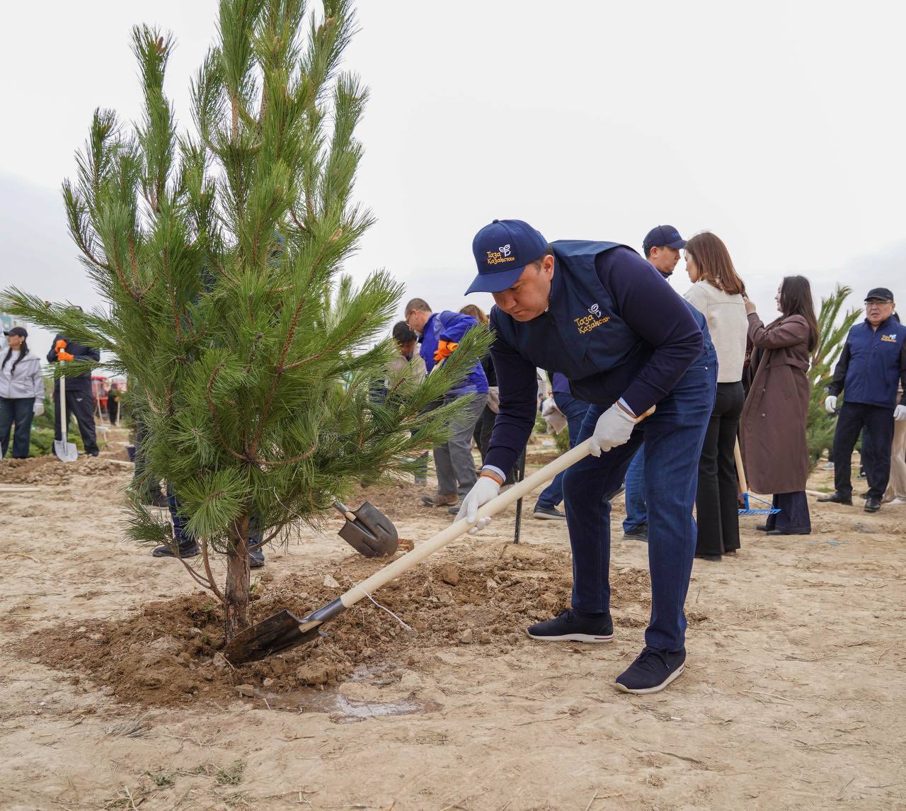 «ТАЗА ҚАЗАҚСТАН»: ТҮРКІСТАНДА ӨТКЕН АУҚЫМДЫ ЭКО-АКЦИЯДА 2 МЫҢНАН АСТАМ АҒАШ ЕГІЛДІ