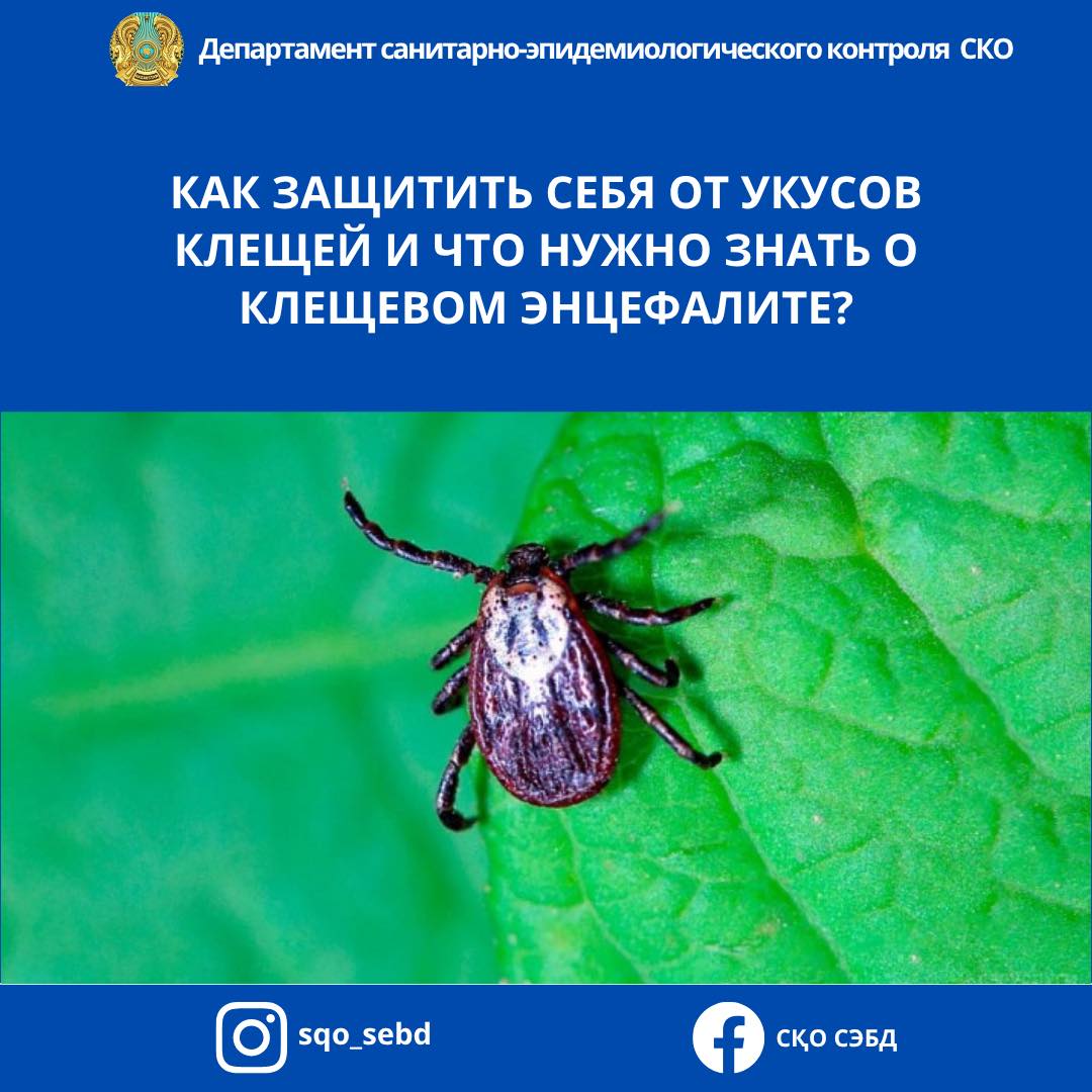 📌КАК ЗАЩИТИТЬ СЕБЯ ОТ УКУСОВ КЛЕЩЕЙ И ЧТО НУЖНО ЗНАТЬ О КЛЕЩЕВОМ ЭНЦЕФАЛИТЕ?