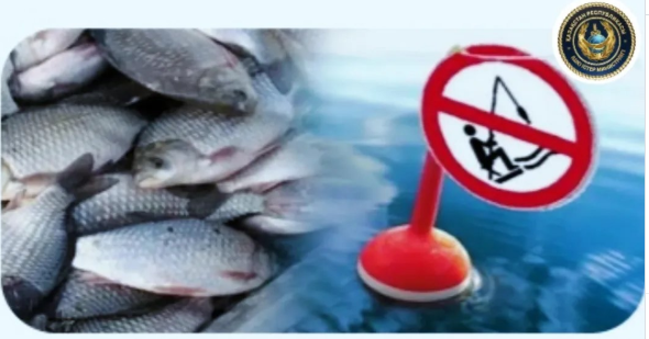 Шымкентте уылдырық шашу кезеңінде браконьерлікке қарсы іс-шара басталды