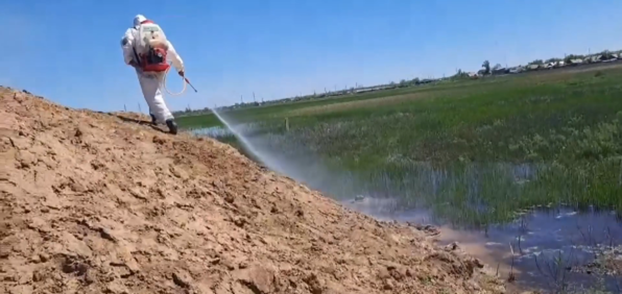 Балқаш қаласында масаға қарсы күрес басталды