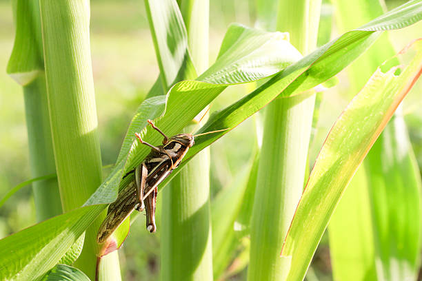 В области начата подготовка к борьбе с саранчой