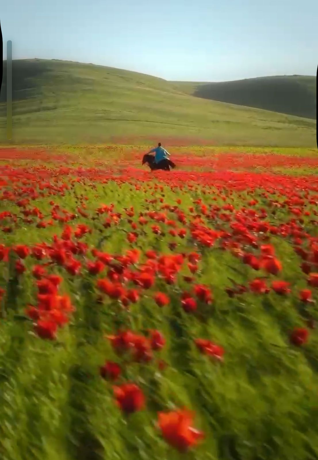 Жамбыл өңірі – қызғалдақтың отаны! 🌷✨