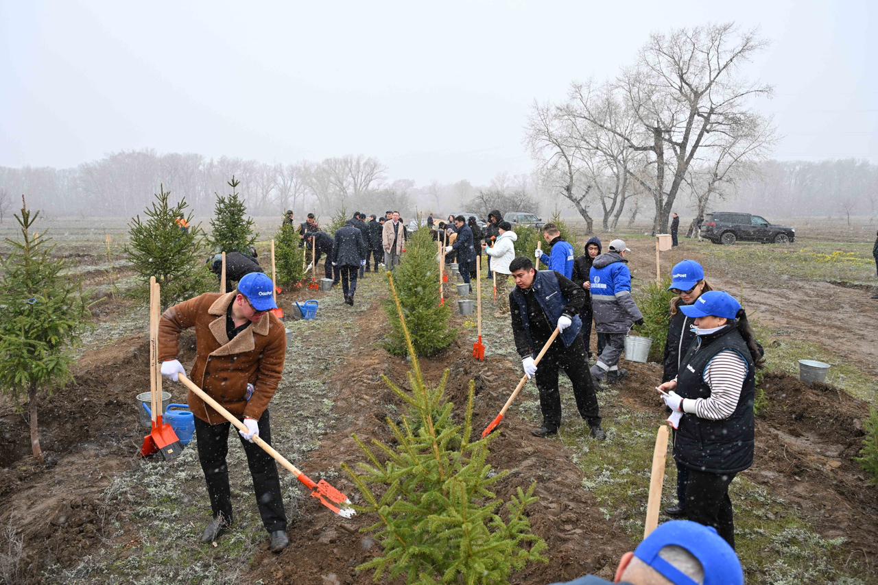 Представители фонда «Самрук-Казына» приняли участие в акции по посадке деревьев в Семее