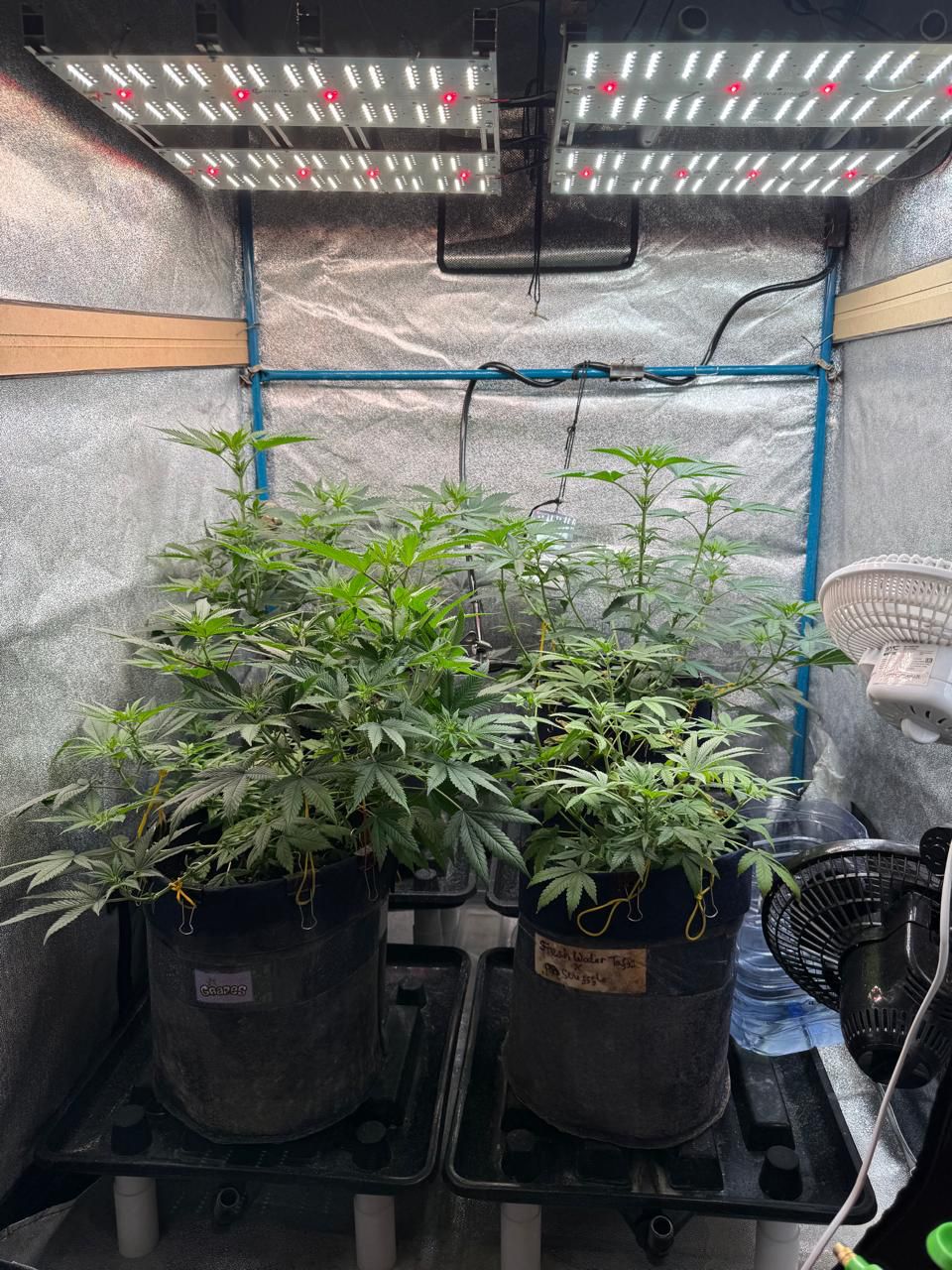 ШҚО-да қарасора өсірілген жасырын фитолабораторияның қызметі тоқтатылды