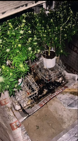 Шымкент тұрғынының үй жертөлесінен заңсыз «егін өнімдері» анықталды