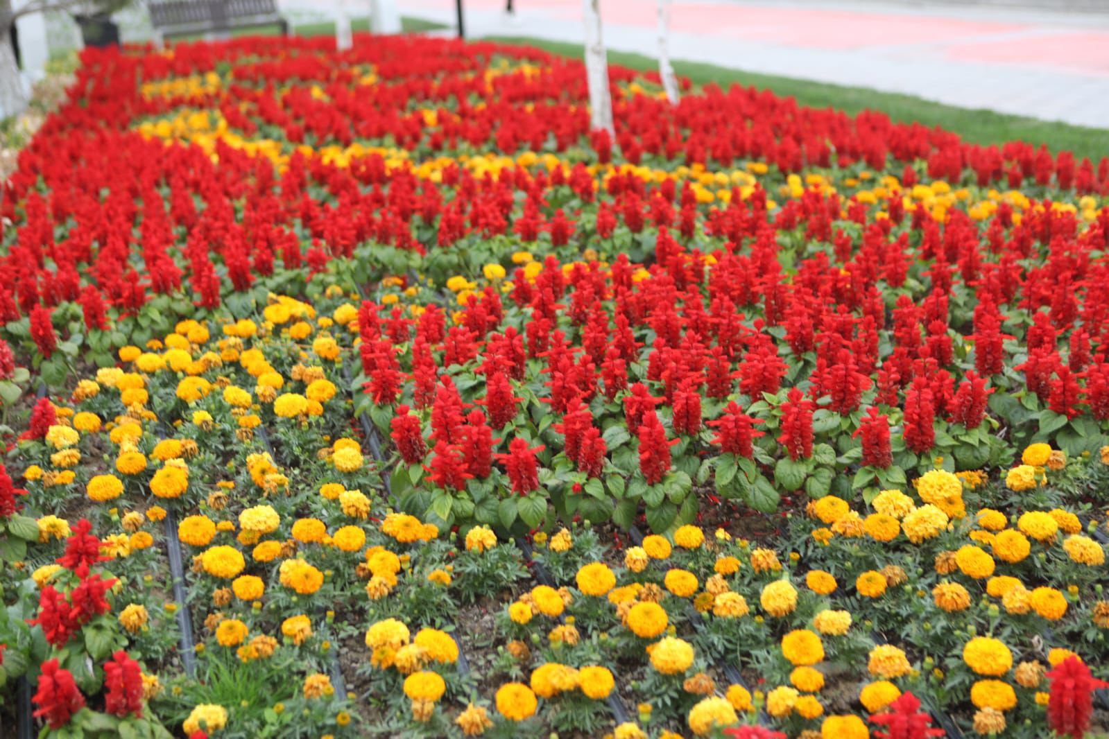 ТҮРКІСТАНДА АБАТТАНДЫРУ ЖӘНЕ КӨГАЛДАНДЫРУ ЖҰМЫСТАРЫ ЖҮЙЕЛІ ТҮРДЕ ЖҮРГІЗІЛУДЕ