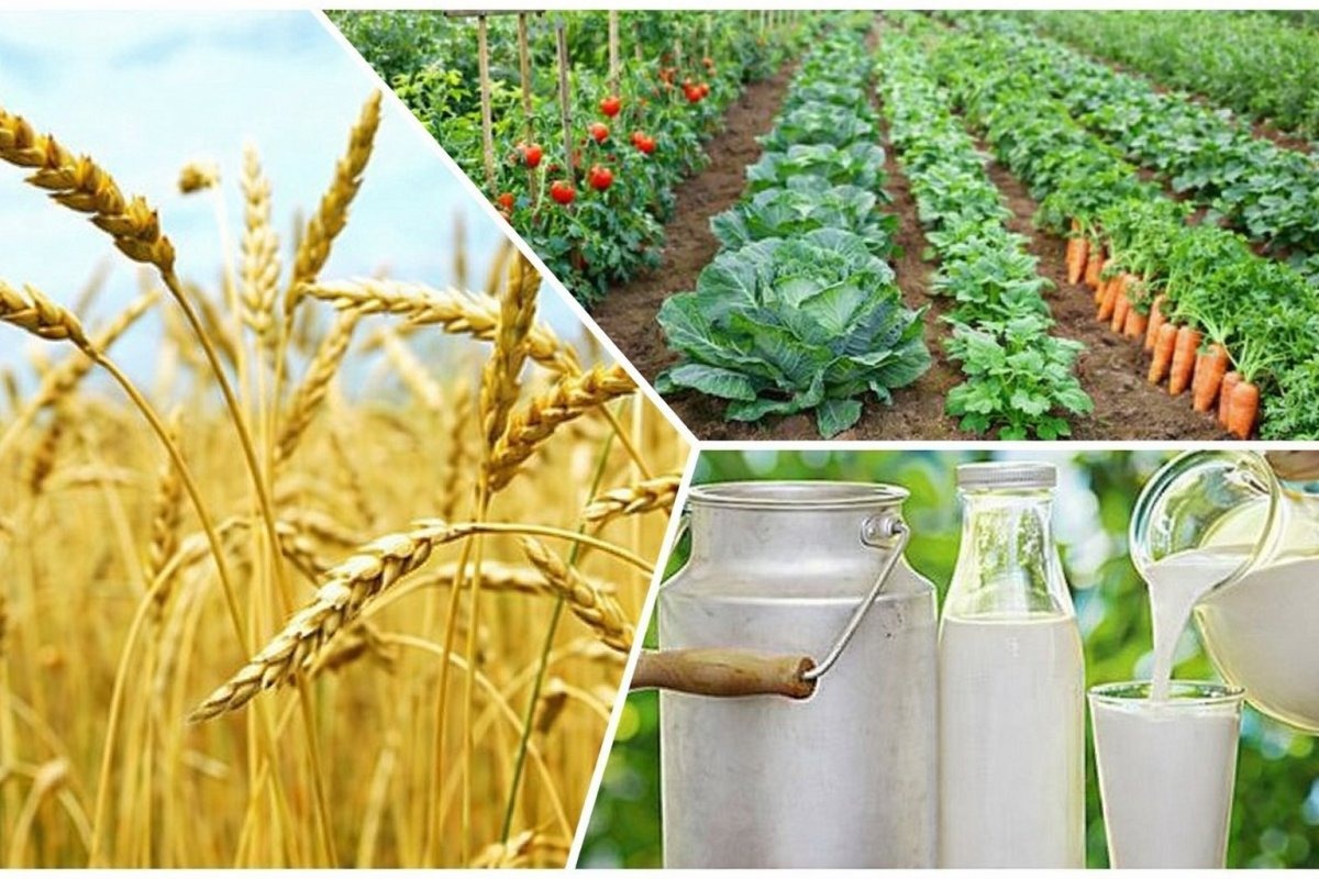 Соңғы 5 жылда тіркелген ауыл шаруашылығы кооперативтерінің саны 53%-ға өсті