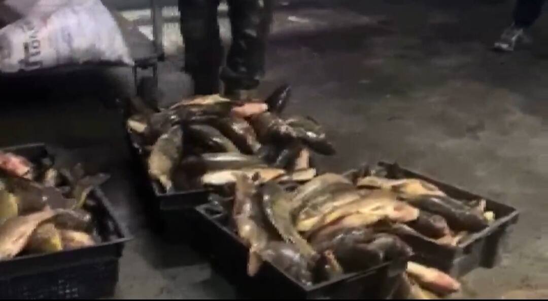 «Уылдырық шашу»: табиғатқа 4 млн теңгеден астам залал келтірген браконьерлер ұсталды