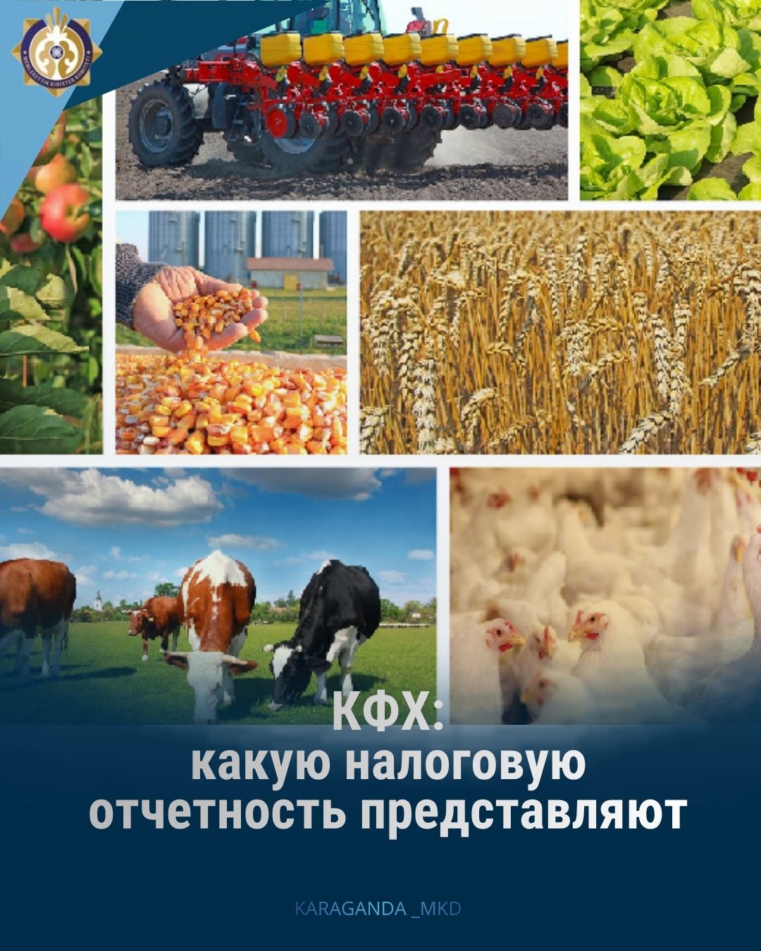 Крестьянские и фермерские хозяйства: какую налоговую отчетность представляют.