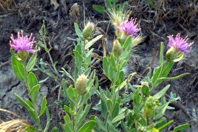 ДЛЯ СВЕДЕНИЯ СЕЛЬХОЗТОВАРОПРОИЗВОДИТЕЛЕЙ!