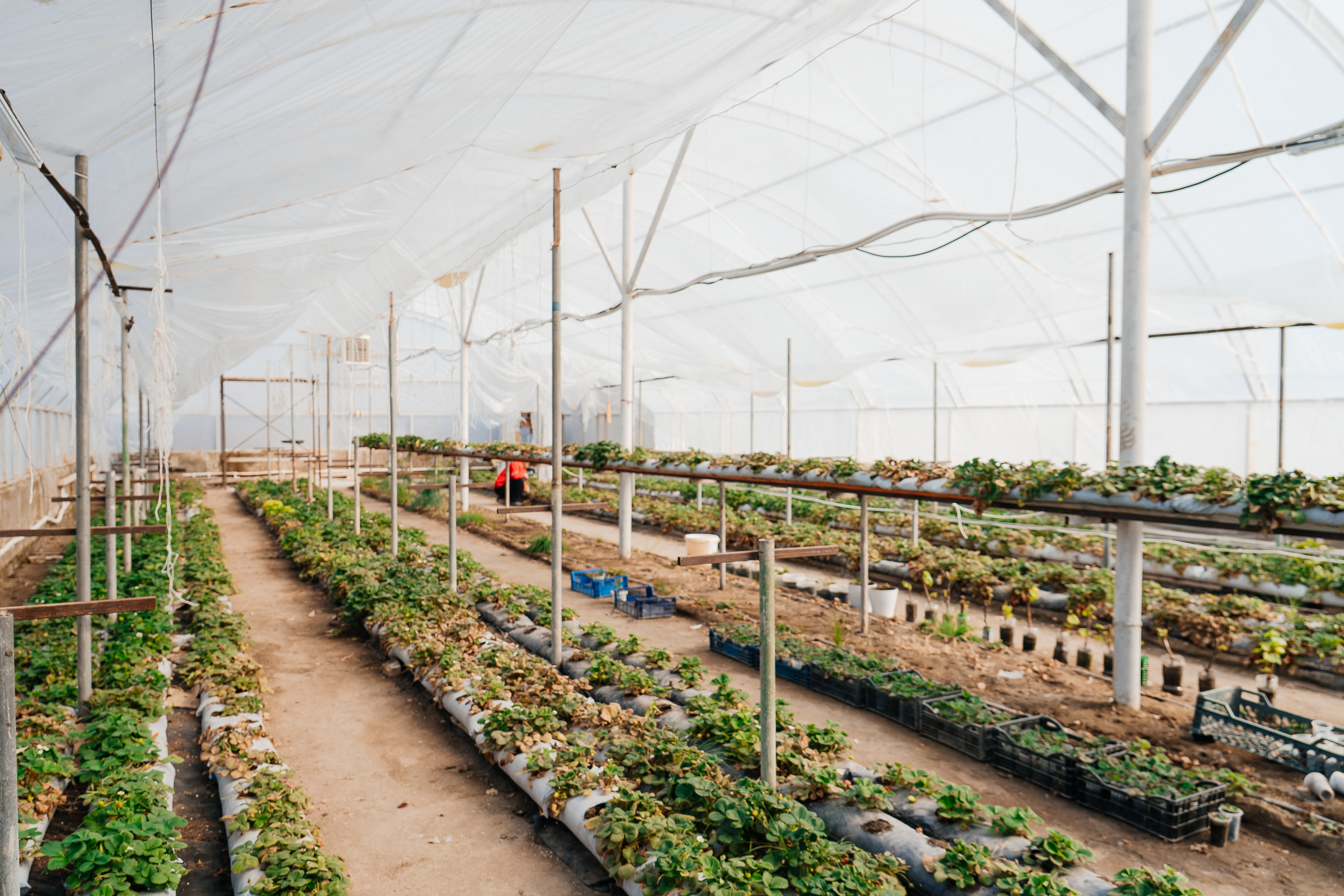 Атырауда жаз бойы өнім беретін құлпынай жылыжайы дамып келеді