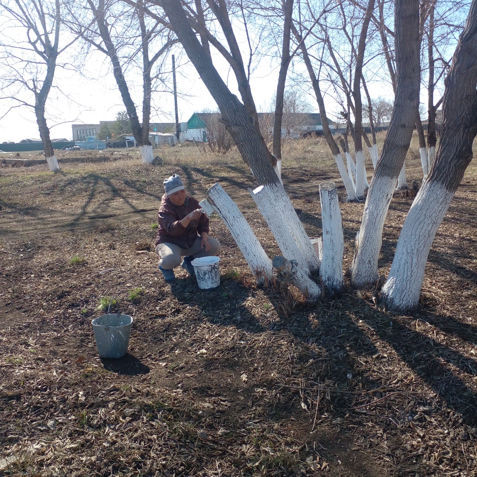 Ағаштарды әктеу