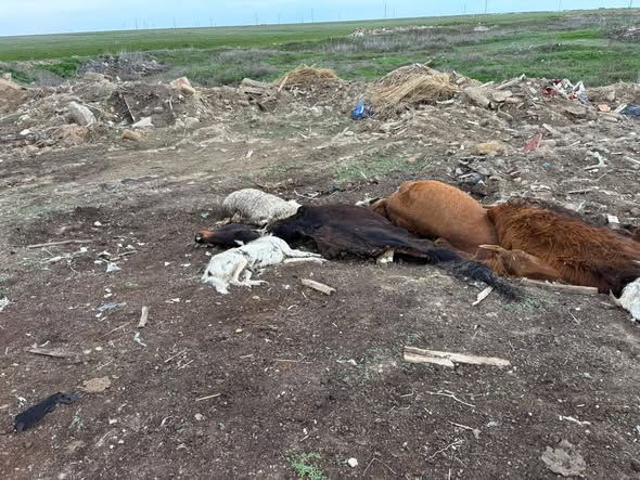 ҚҰРМЕТТІ ТҰРҒЫНДАР! Соңғы уақытта мал өлекселерін арнайы орындарға апармай, ашық жерге тастау жағдайлары тіркелуде.  ЕСКЕРТЕМІЗ: