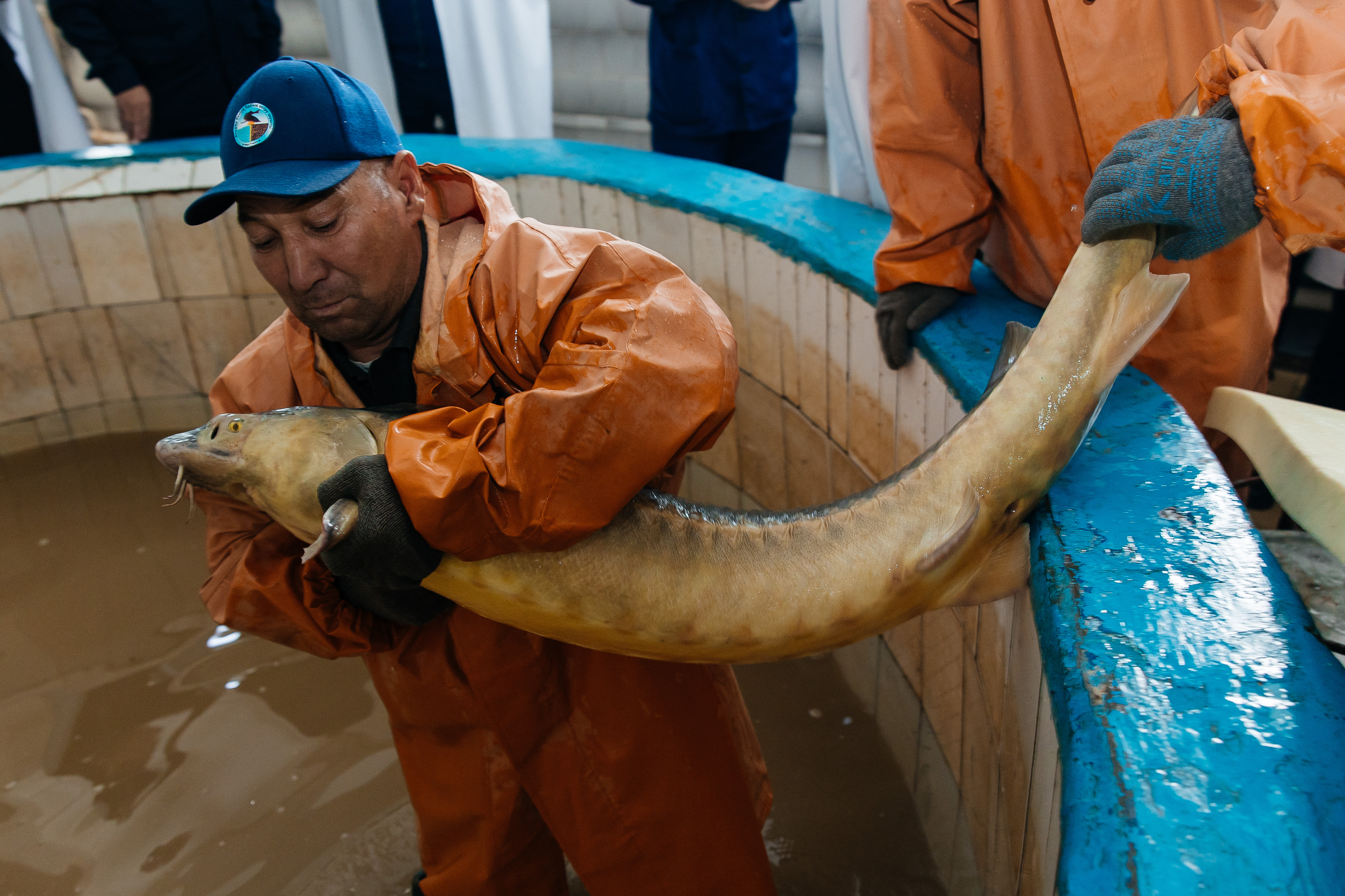 Атырауда бекіре балықтарының табиғи қорын толықтыру жұмыстары жүргізілуде