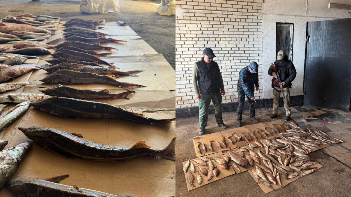 БҚО-да заңсыз балық тасымалдаған күдіктілер анықталды