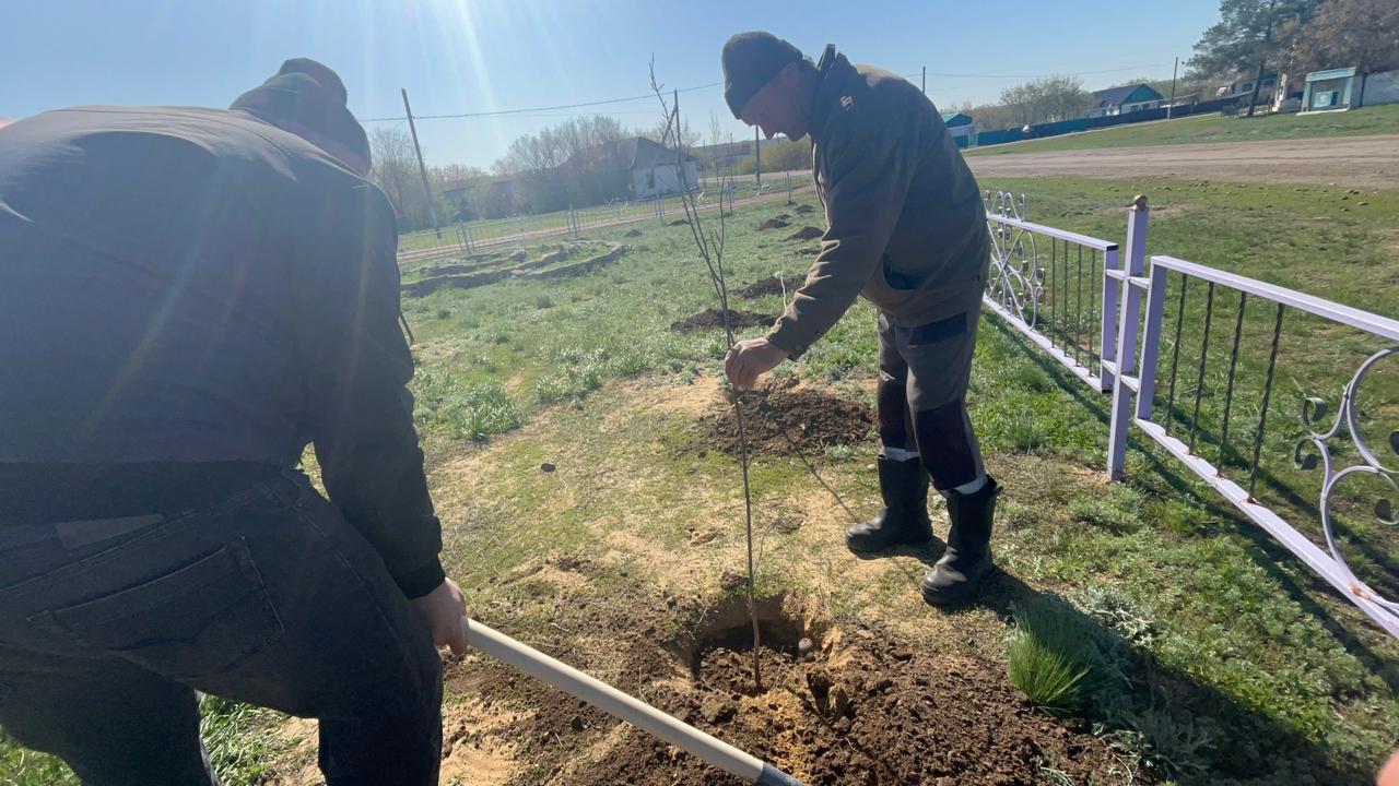 «Таза Қазақстан» акциясы аясында біздің округте 100 түп ясень ағашы егілді.