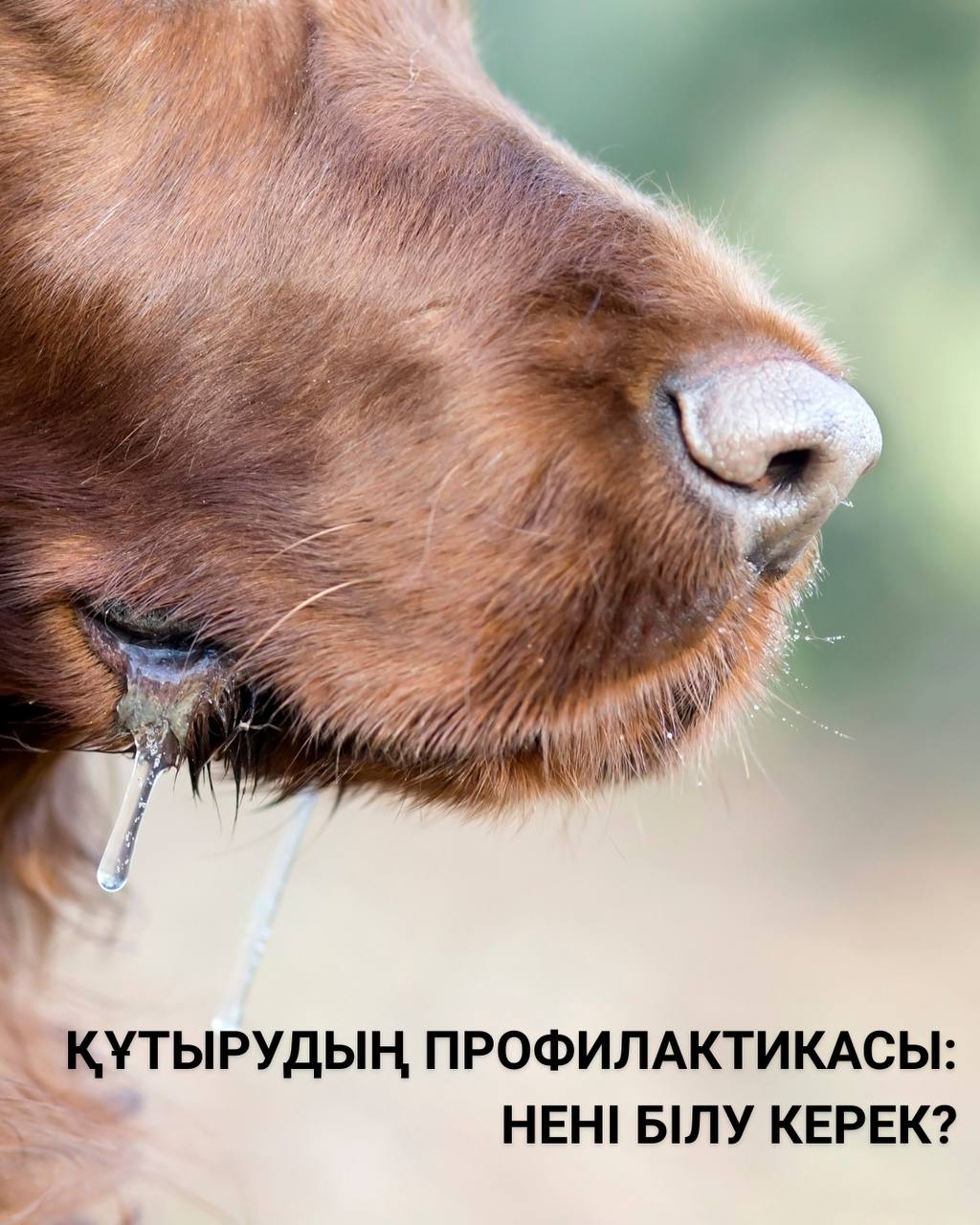 Құтырудың профилактикасы: нені білу керек?