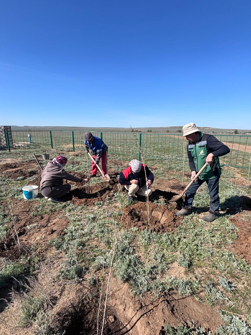 "Таза Қазақстан" жалпыұлттық экологиялық акция аясында  Ақсай ауылына кіре беріс  жол бойына  100 түп терек ағашы отырғызылды.